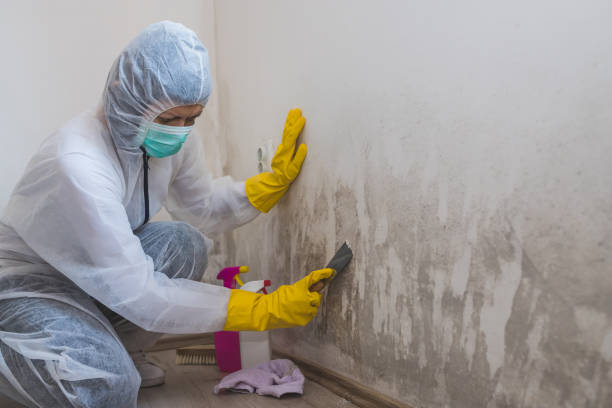 Best Commercial Mold Removal  in Aloha, OR