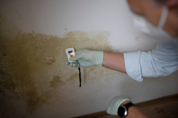 Best Local Mold Removal Service  in Aloha, OR