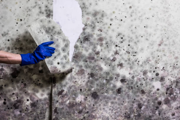Best Local Mold Removal Service  in Aloha, OR