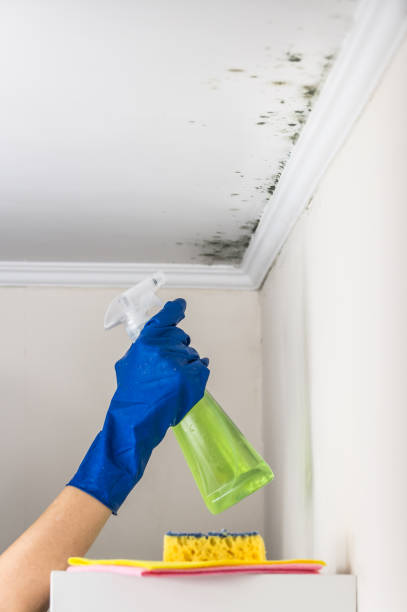 Best Commercial Mold Removal  in Aloha, OR